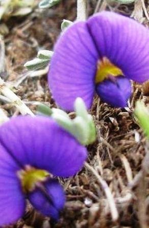 Lotononis galpinii big banner petals