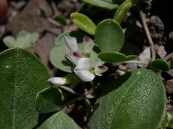 Lotononis pumila leaves and flowers