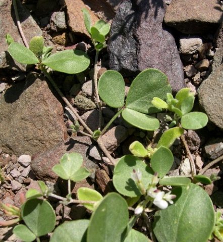Lotononis pumila leaves
