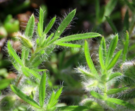 Lotononis pungens young leaves