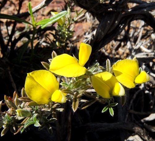 Lotononis pungens flowers