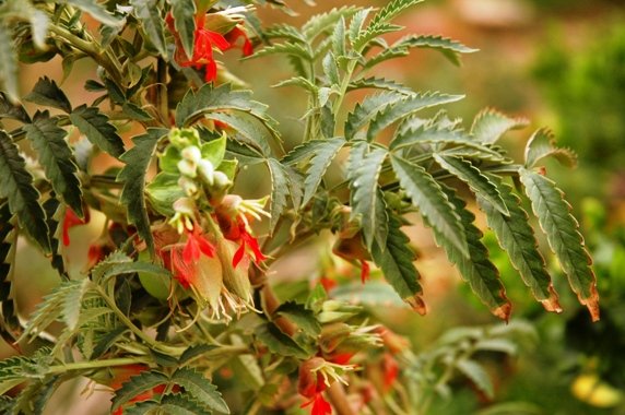 Melianthus comosus, a garden plant