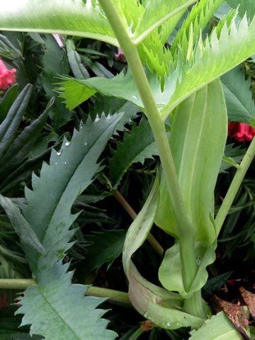 Melianthus major leaf stipules