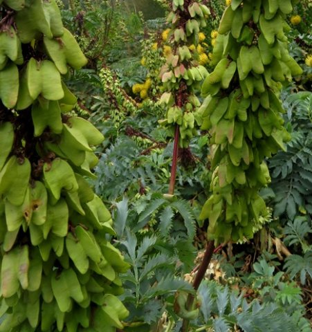 Melianthus major fruit