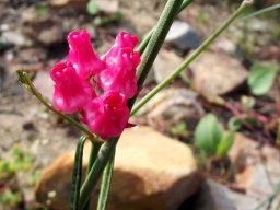 Microloma tenuifolium