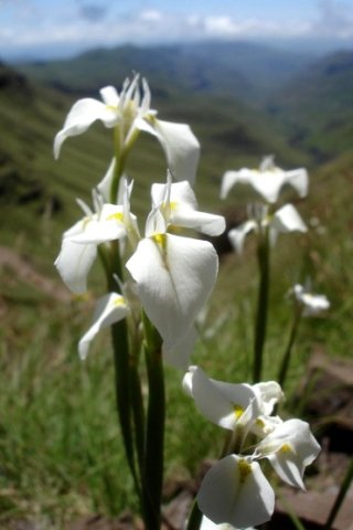 Moraea albicuspa