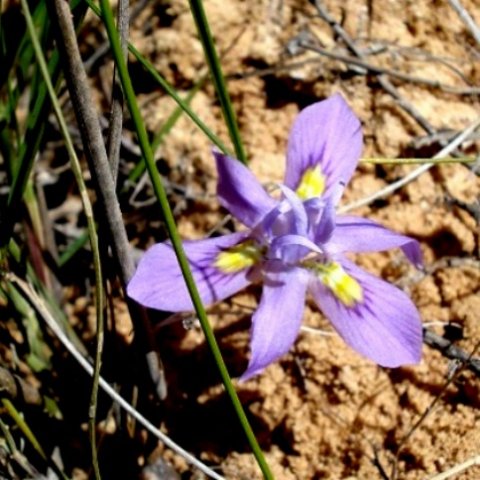 Moraea macrocarpa