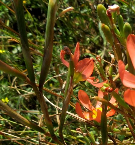 Moraea miniata spathes and fruit