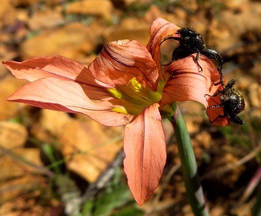 Moraea minor played by the beetles