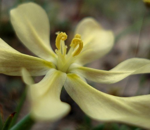 Moraea nana anthers like question marks