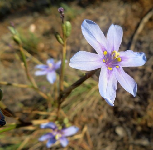 Moraea polyanthos yellow tepal markings