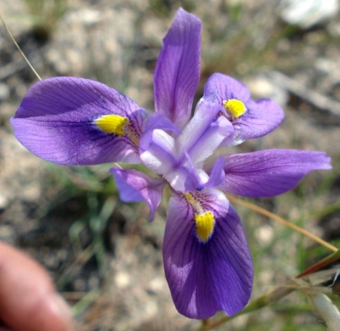 Moraea polystachya flower