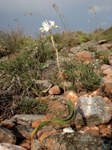 Moraea saxicola