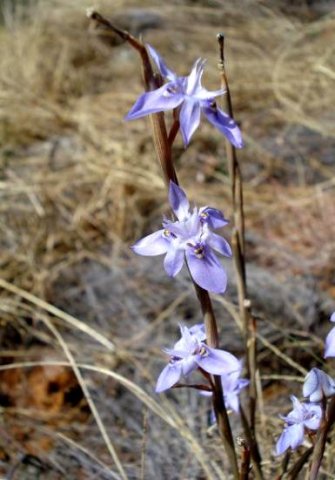 Moraea stricta