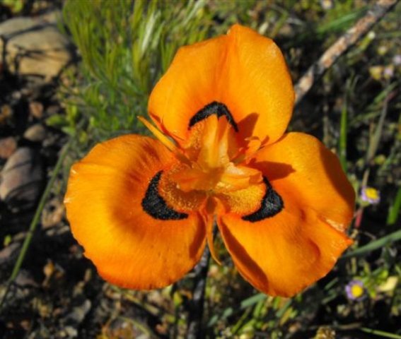 Moraea villosa subsp. elandsmontana flower