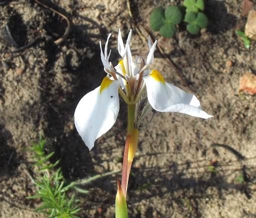 Moraea lilacina