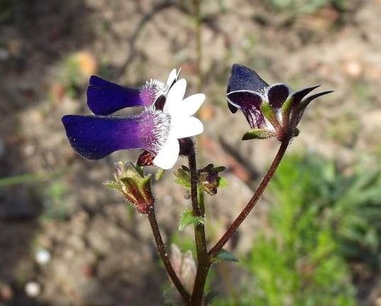 Nemesia barbata flowers