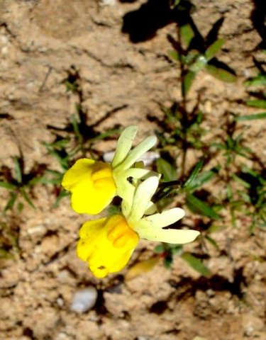 Nemesia ligulata