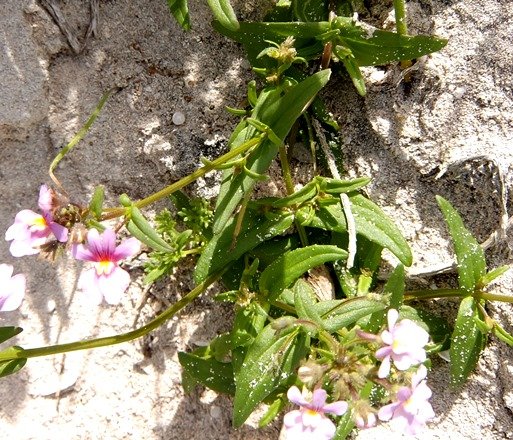 Nemesia strumosa leaves