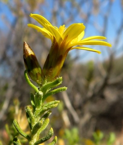 Oedera sedifolia involucres and hairy leaves