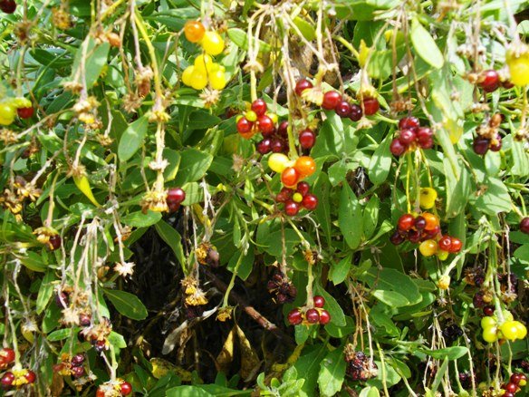 Osteospermum moniliferum fruit colours