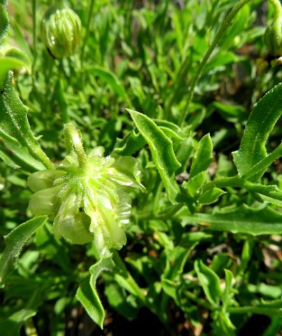Osteospermum scariosum leaves