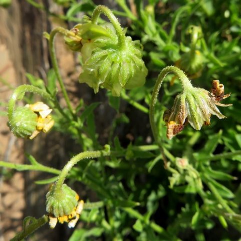 Osteospermum scariosum drooping heads