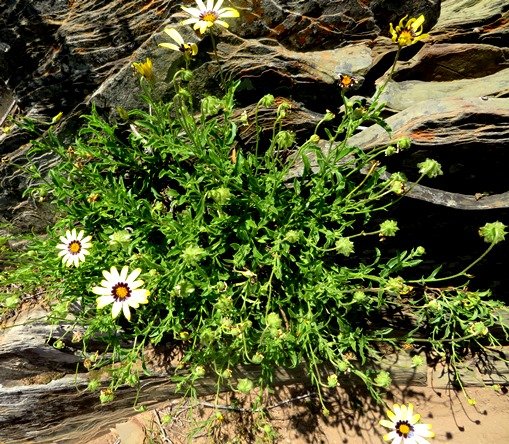 Osteospermum scariosum 