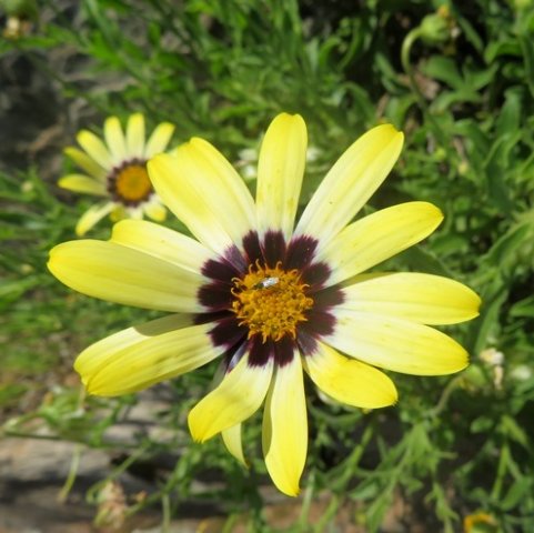 Osteospermum scariosum flowerhead