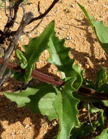 Osteospermum amplectens leaves