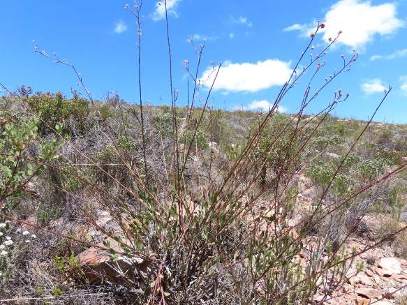 Osteospermum junceum