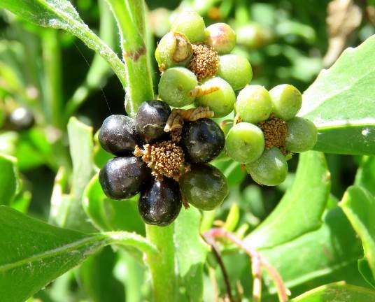 Osteospermum moniliferum fruit rings