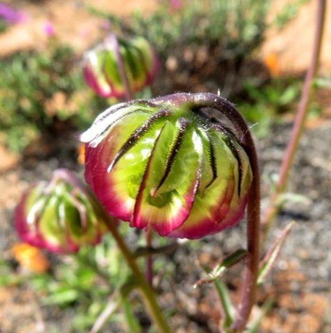 Osteospermum monstrosum fruithead profile