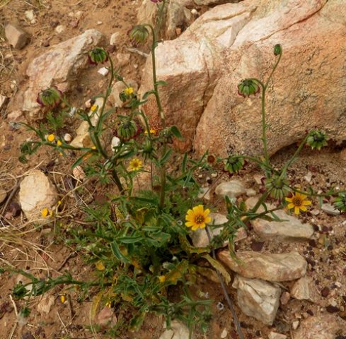 Osteospermum monstrosum branched