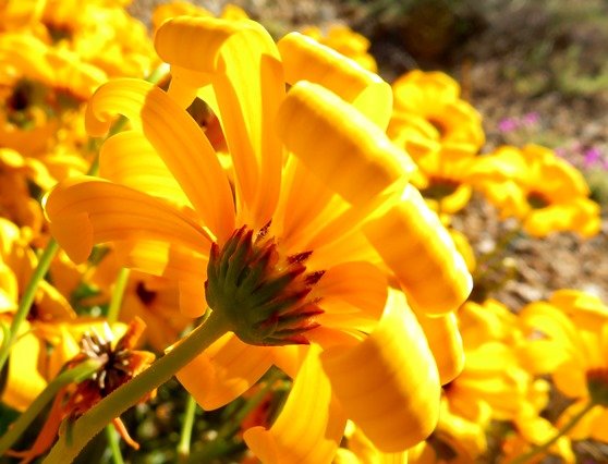 Osteospermum oppositifolium involucre