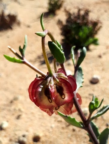 Osteospermum sinuatum var. sinuatum purple wings