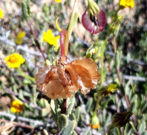 Osteospermum sinuatum var. sinuatum dry fruit