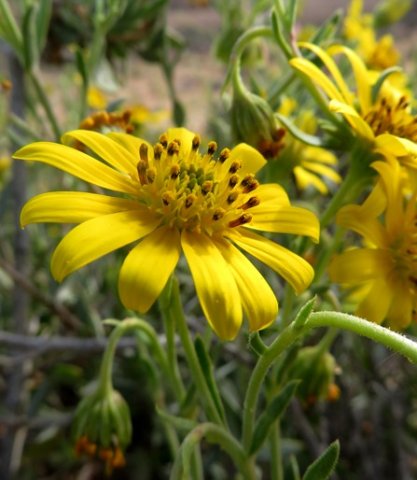 Osteospermum sinuatum var. sinuatum flowerhead