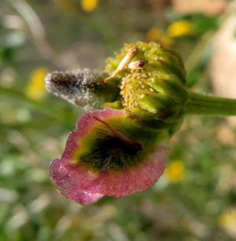 Osteospermum sinuatum var. sinuatum last fruits