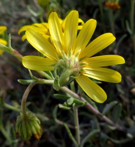 Osteospermum sinuatum var. sinuatum back view of flowerhead