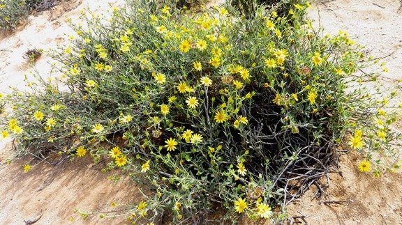Osteospermum sinuatum var. sinuatum