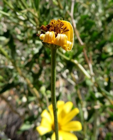 Osteospermum sinuatum var. sinuatum old rays curling