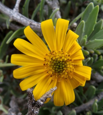 Osteospermum sinuatum var. sinuatum disc and ray developments