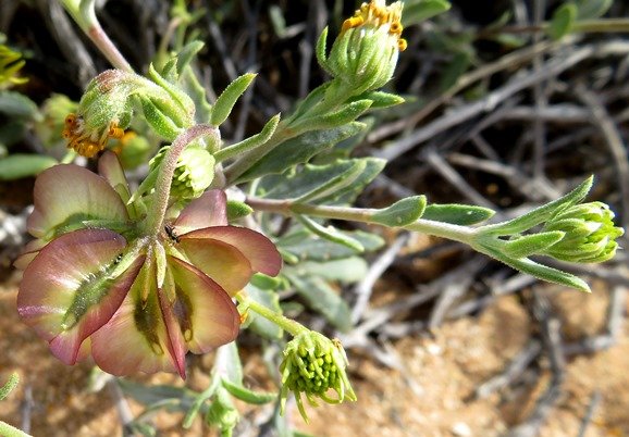Osteospermum sinuatum var. sinuatum purplish young fruit