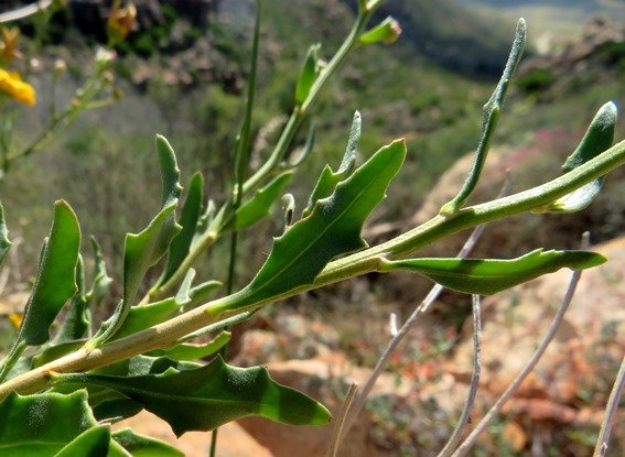 Osteospermum sinuatum var. sinuatum stem