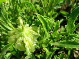Osteospermum scariosum leaves