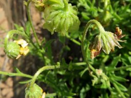 Osteospermum scariosum drooping heads