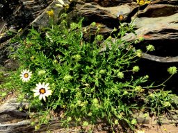 Osteospermum scariosum 