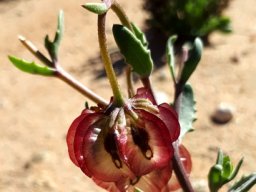 Osteospermum sinuatum var. sinuatum purple wings