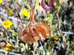 Osteospermum sinuatum var. sinuatum dry fruit